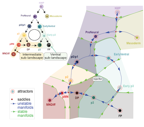 Dynamic Landscape Analysis of Cell Fate Decisions: Predictive Models of Neural Development From Single-Cell Data