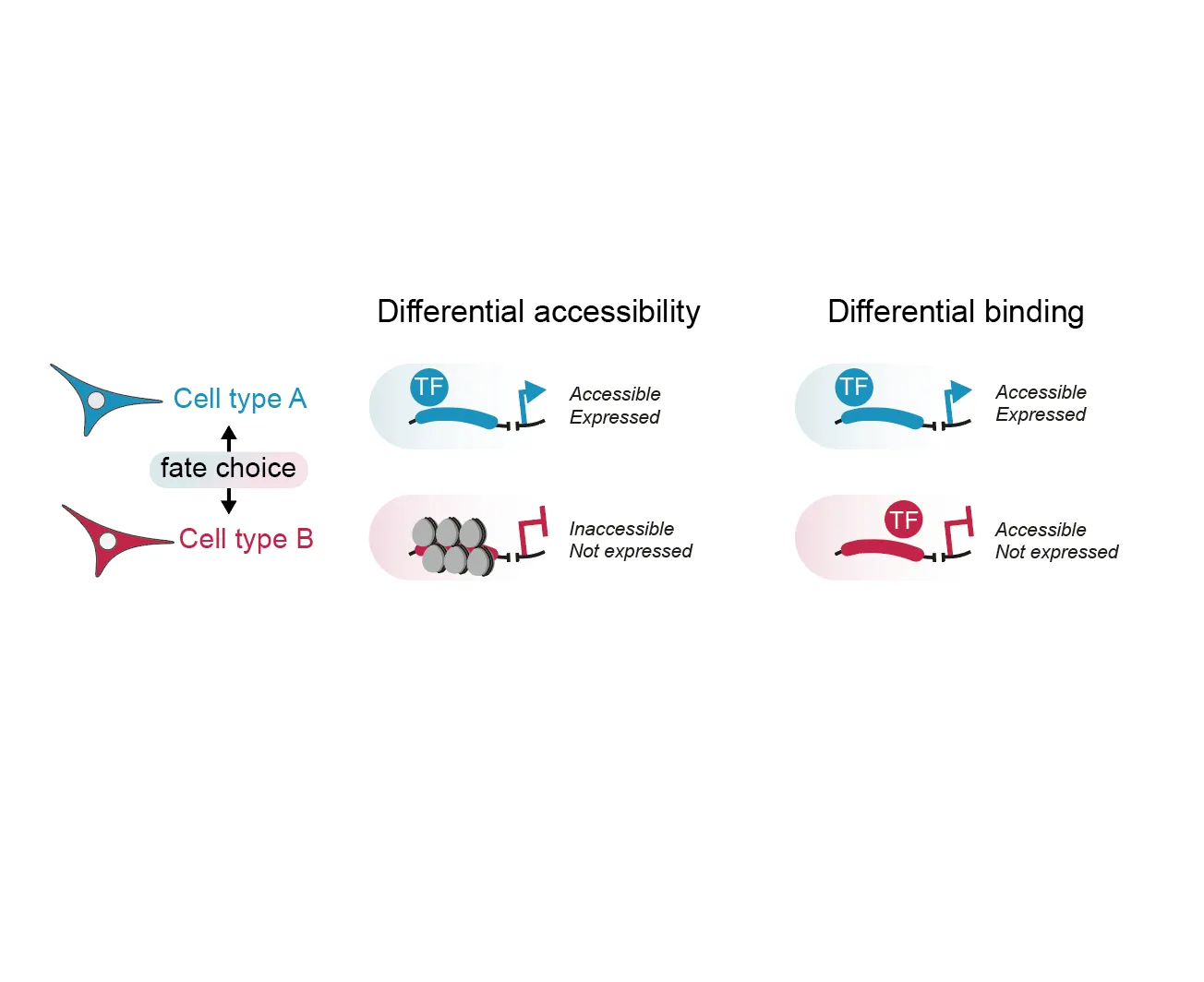 Cis-regulatory strategies in developmental patterning