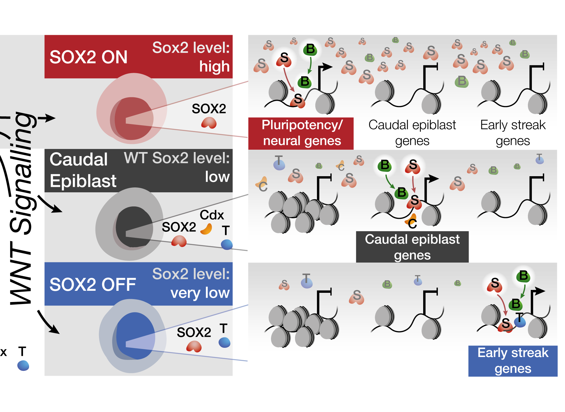 Sox2 levels regulate the chromatin occupancy of WNT mediators in epiblast progenitors responsible for vertebrate body formation